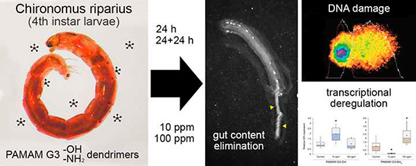 Efectos genotóxicos y alteraciones transcripcionales en larvas del mosquito Chironomus riparius expuestas a dendrímeros PAMAM