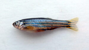 Danio rerio